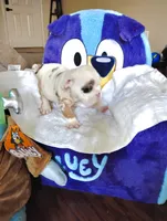 Cuddles, a male English Bulldog for sale in Houston, TX – 6 of 6