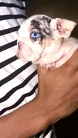 Minnie, a female English Bulldog for sale in Houston, TX – 4 of 10