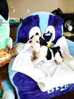 Oreo, a male English Bulldog for sale in Houston, TX – 1 of 4
