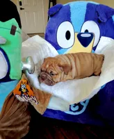 Red Fox, a male English Bulldog for sale in Houston, TX – 2 of 7