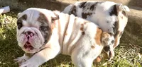 Cuddles, a male English Bulldog for sale in Houston, TX – 4 of 10
