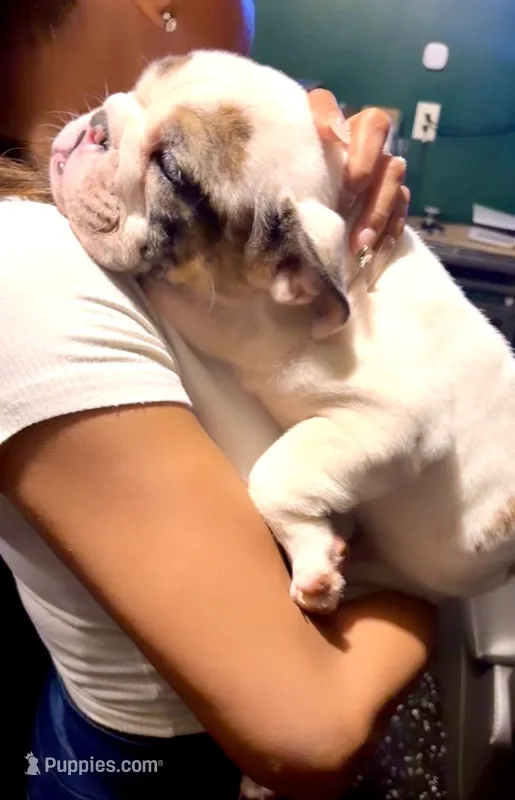 Cuddles – English Bulldog puppy for sale in Houston, TX