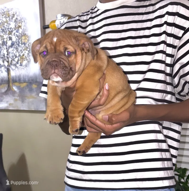 Red Fox – English Bulldog puppy for sale in Houston, TX