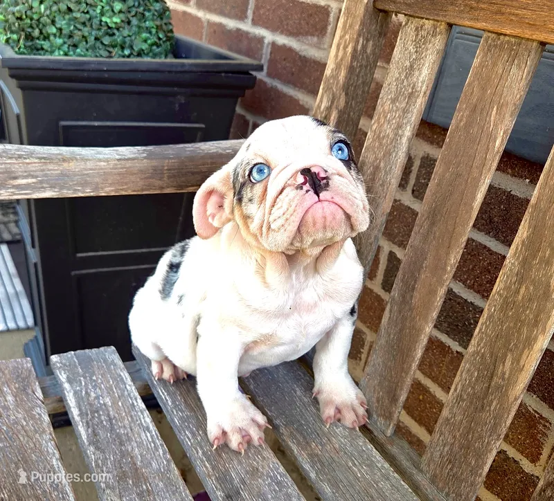 Minnie – English Bulldog puppy for sale in Houston, TX