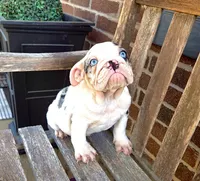 Minnie, a female English Bulldog for sale in Houston, TX – 1 of 10