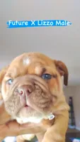 Red Fox, a male English Bulldog for sale in Houston, TX – 4 of 7