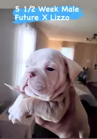 Franklin , a male English Bulldog for sale in Houston, TX – 4 of 5
