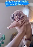 Red Fox, a male English Bulldog for sale in Houston, TX – 6 of 7