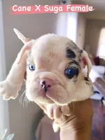 Minnie, a female English Bulldog for sale in Houston, TX – 3 of 3