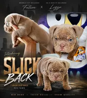 Slick Back, a male English Bulldog for sale in Houston, TX – 1 of 5