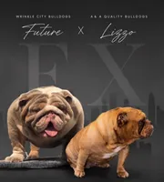 Red Fox, a male English Bulldog for sale in Houston, TX – 7 of 7