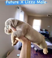 Slick Back, a male English Bulldog for sale in Houston, TX – 3 of 5