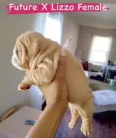 Rasputia Latimore, a female English Bulldog for sale in Houston, TX – 2 of 6