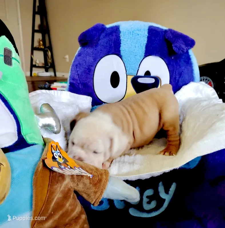 Franklin  – English Bulldog puppy for sale in Houston, TX