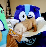 Franklin , a male English Bulldog for sale in Houston, TX – 1 of 5
