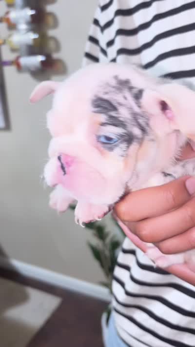 Minnie, a female English Bulldog for sale in Houston, TX – 7 of 10