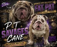 Minnie, a female English Bulldog for sale in Houston, TX – 8 of 10
