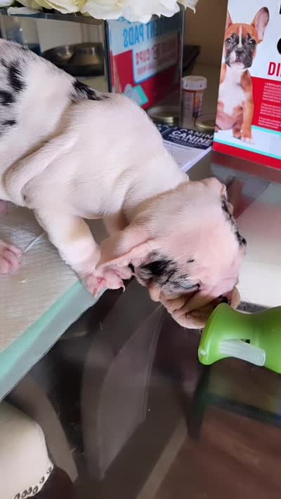 Minnie, a female English Bulldog for sale in Houston, TX – 10 of 10
