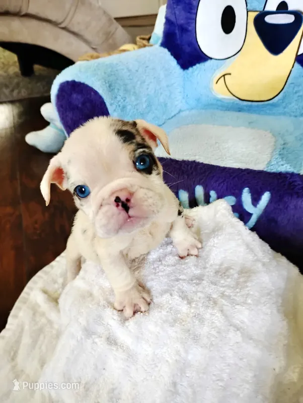 Minnie – English Bulldog puppy for sale in Houston, TX