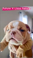Rasputia Latimore, a female English Bulldog for sale in Houston, TX – 5 of 6