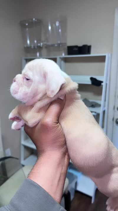 Franklin , a male English Bulldog for sale in Houston, TX – 5 of 5