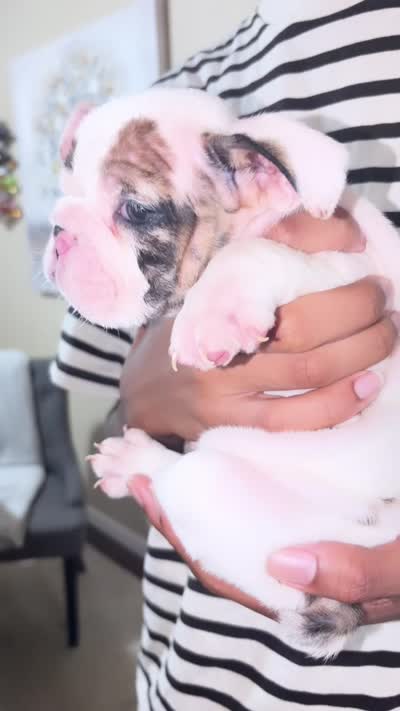Cuddles, a male English Bulldog for sale in Houston, TX – 5 of 10