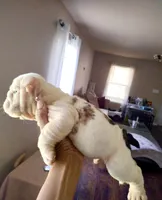 Clyde , a male English Bulldog for sale in Houston, TX – 3 of 5