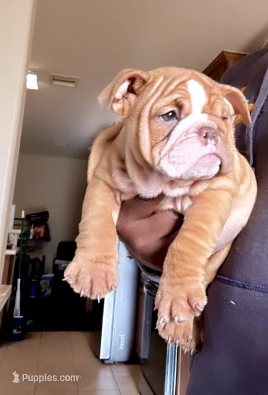 Rasputia Latimore – English Bulldog puppy for sale in Houston, TX