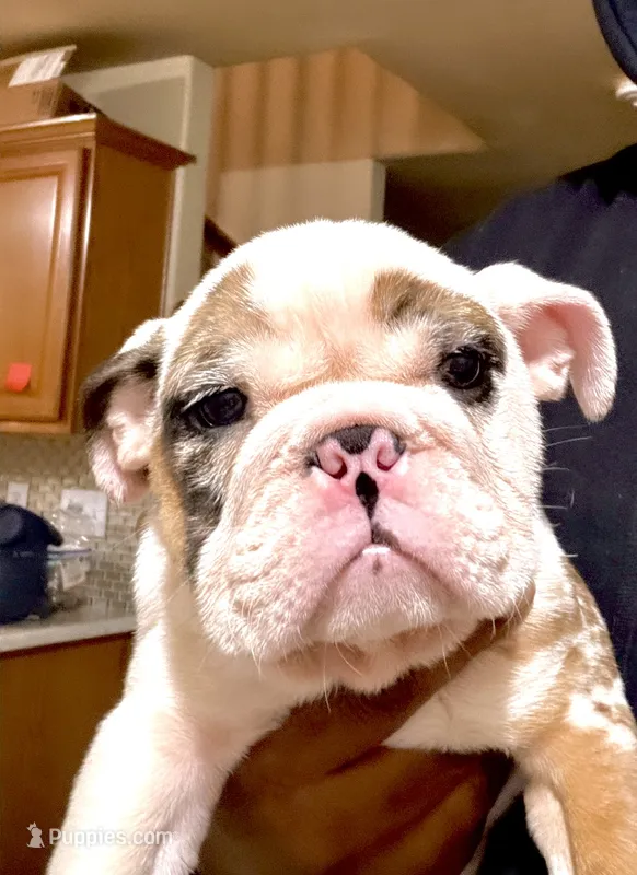 Cuddles – English Bulldog puppy for sale in Houston, TX