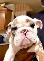 Cuddles, a male English Bulldog for sale in Houston, TX – 1 of 10