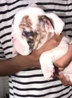 Cuddles, a male English Bulldog for sale in Houston, TX – 3 of 10