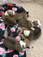 Daisey, a female Pembroke Welsh Corgi for sale in Russell Springs, KY – 6 of 8
