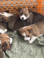 Daisey, a female Pembroke Welsh Corgi for sale in Russell Springs, KY – 3 of 8