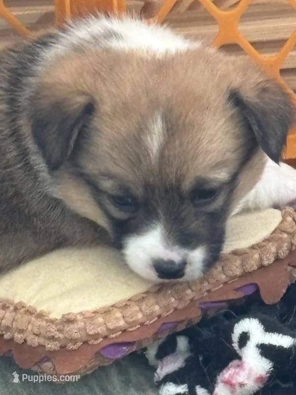 Daisey – Pembroke Welsh Corgi puppy for sale in Russell Springs, KY