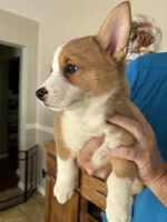 Angus, a male Pembroke Welsh Corgi for sale in Russell Springs, KY – 7 of 10