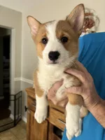 Angus, a male Pembroke Welsh Corgi for sale in Russell Springs, KY – 8 of 10
