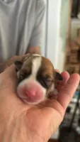 Angus, a male Pembroke Welsh Corgi for sale in Russell Springs, KY – 2 of 10