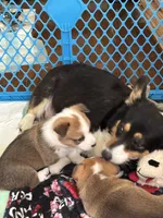 Daisey, a female Pembroke Welsh Corgi for sale in Russell Springs, KY – 8 of 8