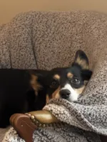 Angus, a male Pembroke Welsh Corgi for sale in Russell Springs, KY – 10 of 10