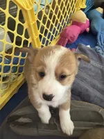 Angus, a male Pembroke Welsh Corgi for sale in Russell Springs, KY – 5 of 10