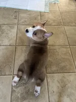 Angus, a male Pembroke Welsh Corgi for sale in Russell Springs, KY – 6 of 10