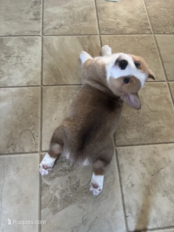 Angus – Pembroke Welsh Corgi puppy for sale in Russell Springs, KY