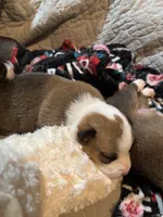 Angus, a male Pembroke Welsh Corgi for sale in Russell Springs, KY – 3 of 10