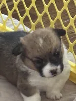 Daisey, a female Pembroke Welsh Corgi for sale in Russell Springs, KY – 2 of 8
