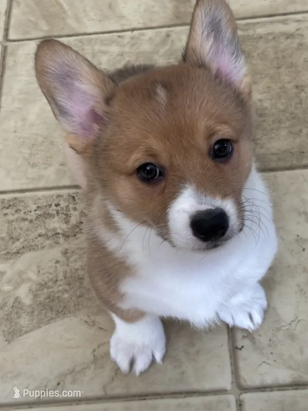 Daisey – Pembroke Welsh Corgi puppy for sale in Russell Springs, KY