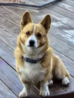 Daisey, a female Pembroke Welsh Corgi for sale in Russell Springs, KY – 7 of 8
