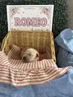 Romeo, a male Golden Retriever for sale in Norco, CA – 3 of 6