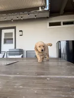 AKC Registered - James 7 Weeks, a male Golden Retriever for sale in Norco, CA – 10 of 10