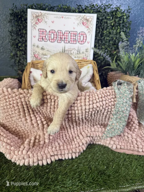 Romeo – Golden Retriever puppy for sale in Norco, CA