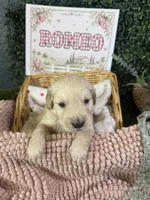 Romeo, a male Golden Retriever for sale in Norco, CA – 2 of 6